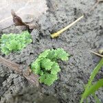 Azolla filiculoides برگ