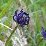 Phyteuma orbiculareFlower