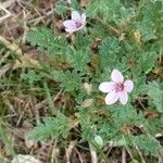 Erodium lebelii പുഷ്പം