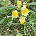 Linaria vulgaris Flor