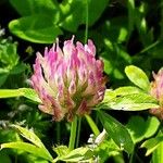 Trifolium medium Floare
