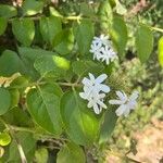 Jasminum multiflorum Folha