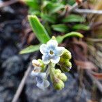 Cynoglossum borbonicum Flower