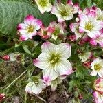 Saxifraga rosacea Blomma