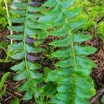 Polystichum lonchitis 葉