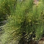 Ephedra viridis Virág