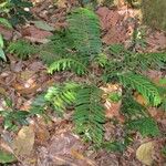 Phyllanthus mimosoides موطن