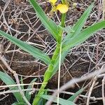 Aneilema johnstonii Leaf