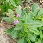 Talinum portulacifolium Blad