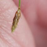 Fimbristylis autumnalis Fruit