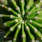 Echinopsis oxygona Hoja
