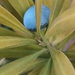 Podocarpus macrophyllus Fruit