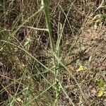 Scorzonera aristata Leaf