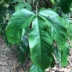 Philodendron tripartitum Feuille