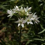 Allium bisceptrum Flower