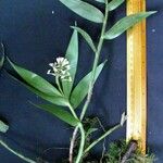 Epidendrum paniculatum Altul/Alta