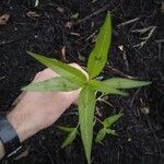 Polygonum lapathifolium Hoja