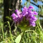 Prunella grandiflora Кветка