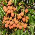 Litchi chinensis Frukto