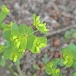 Euphorbia stricta Õis