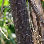 Frangula alnus Corteccia