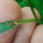 Calamagrostis varia Anders