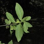 Diospyros acapulcensis Blad