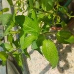 Mentha x piperita Fuelha