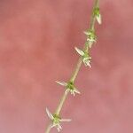 Petiveria alliacea Flower