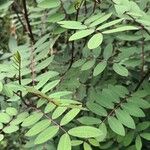 Senna sophera List