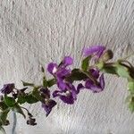 Linaria purpureaЦветок