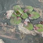 Ludwigia peploides 葉