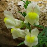 Antirrhinum majus Flor