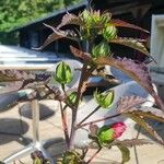 Hibiscus moscheutosFlor