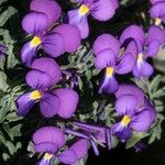 Viola diversifolia Yeri