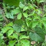 Cocculus carolinus Blad