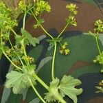 Alchemilla micans Flor