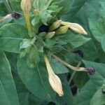 Mirabilis jalapa Fruit