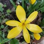 Sternbergia lutea Floare