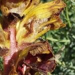 Orobanche gracilis Blüte