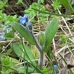 Myosotis strictaFlor