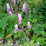 Aconitum septentrionale Fleur