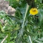 Sonchus asper Blatt