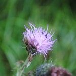 Cirsium filipendulum Žiedas