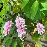 Indigofera decora Flor