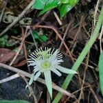Passiflora capsularis Цвят