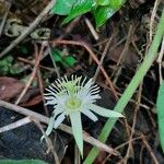 Passiflora capsularis 花