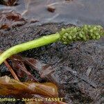 Potamogeton gramineus Blüte