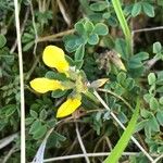 Hippocrepis comosa برگ