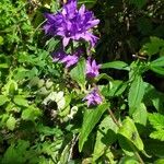 Campanula glomerata പുഷ്പം